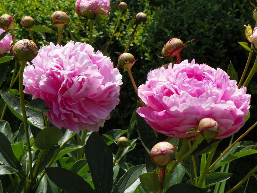 Ursynow - Bujori 2017