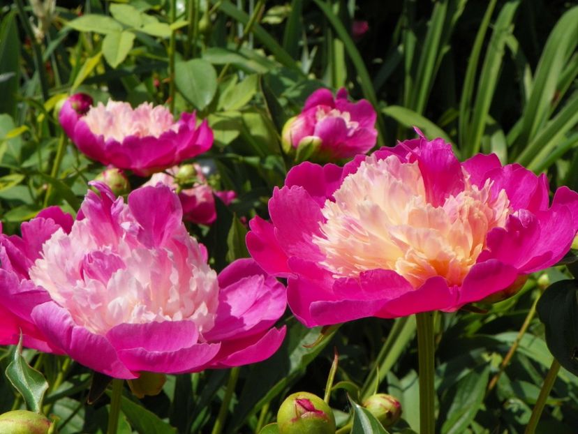 Gay Paree - Bujori 2017