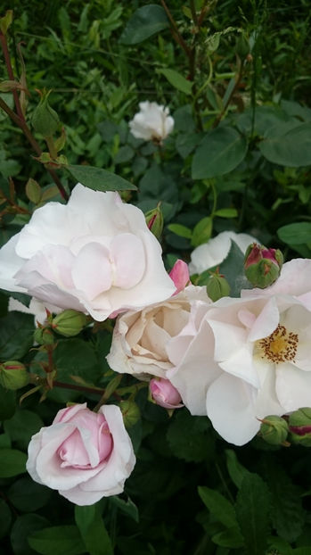 Souvenir de St. Anne - Gradina si trandafirii 2017 - I