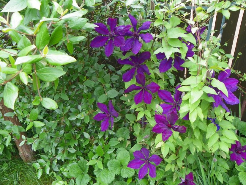 Honora - Clematite 2017