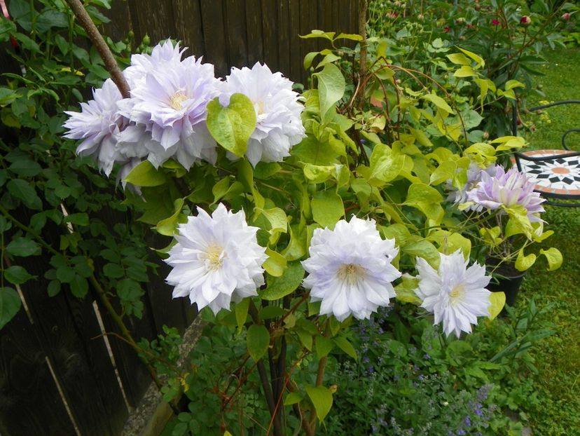 Belle of Woking - Clematite 2017