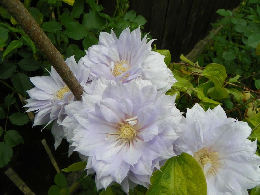 Belle of Woking - Clematite 2017
