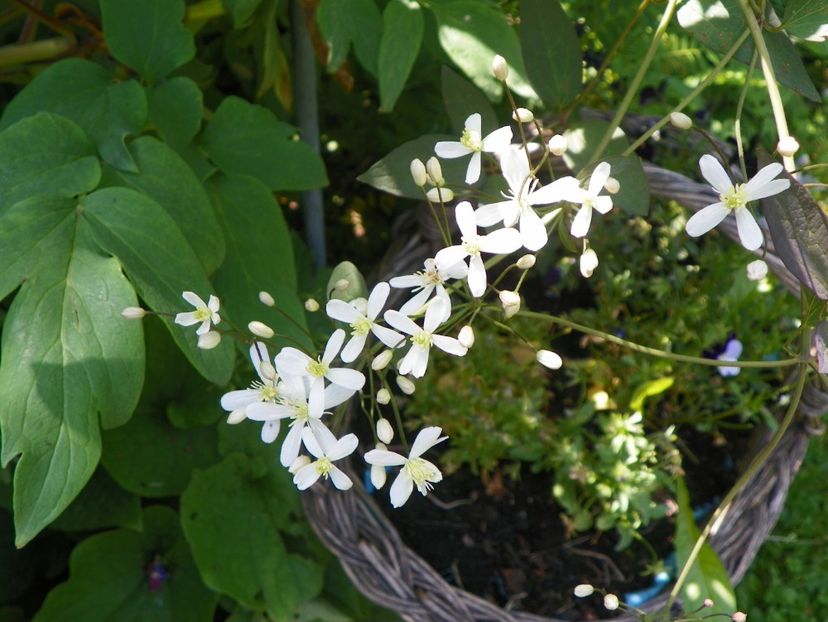 recta Purpurea - Clematite 2017
