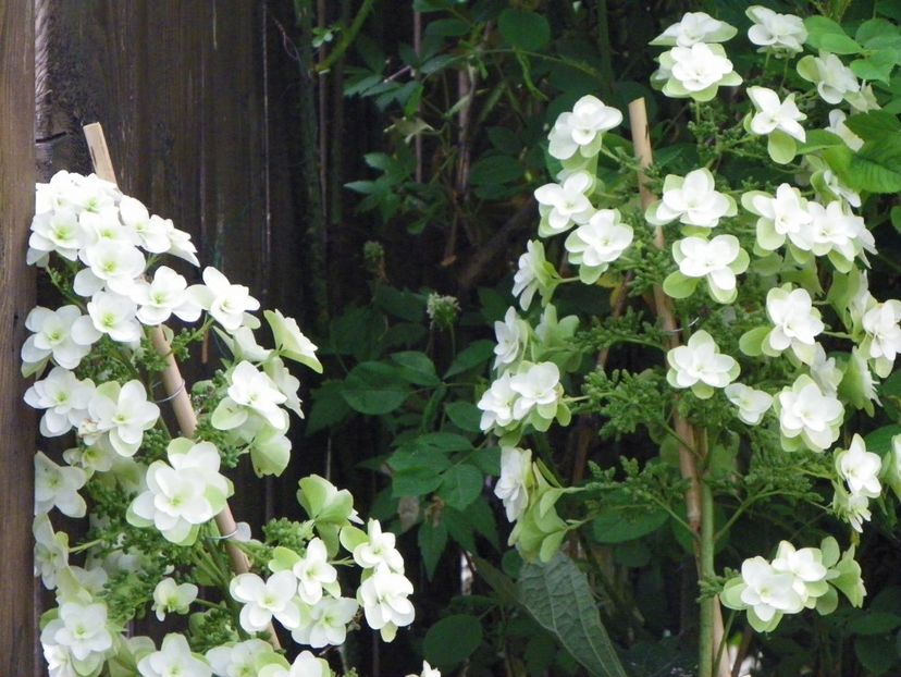 hydrangea quercifolia Snowflake - Copacei si arbusti 2017