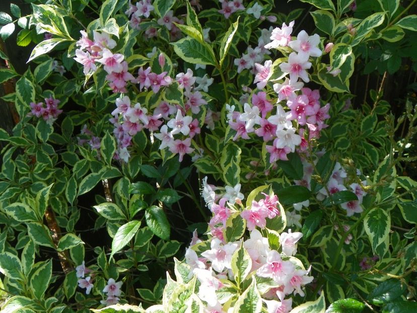 weigela variegata - Copacei si arbusti 2017