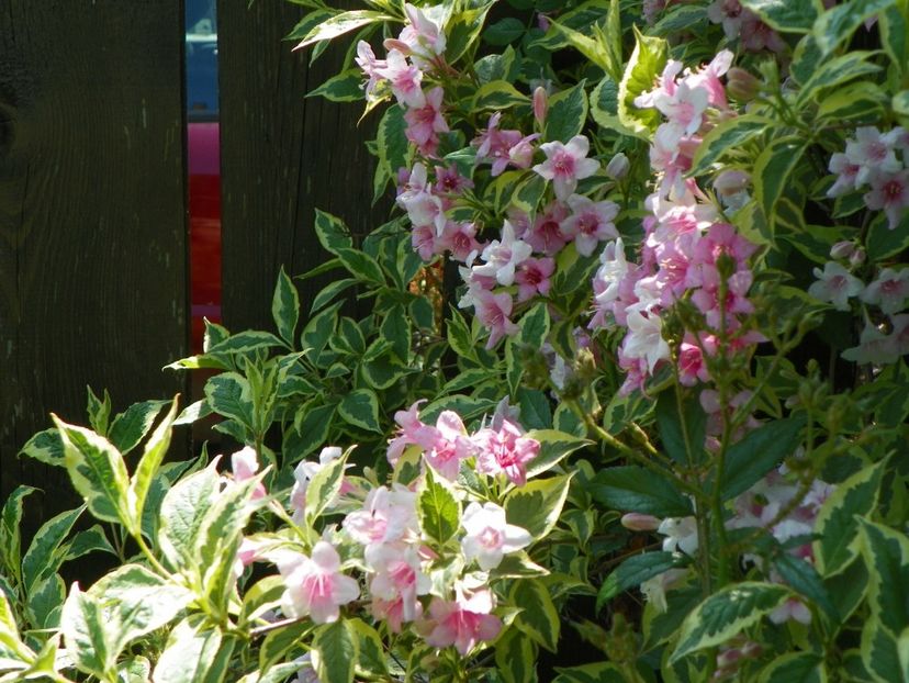 weigela variegata - Copacei si arbusti 2017