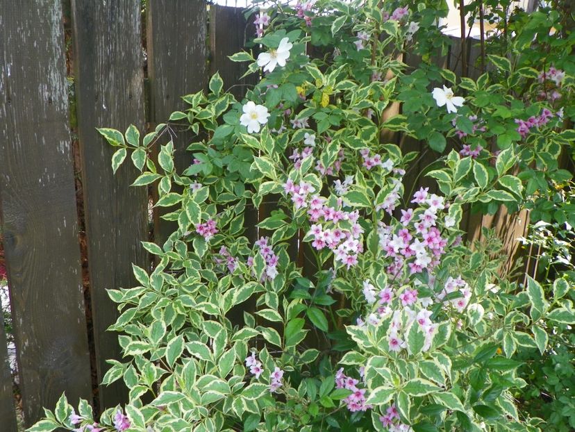 weigela variegata - Copacei si arbusti 2017