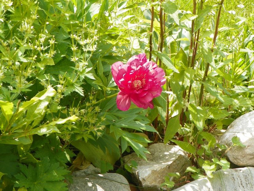 probabil Julia Rose - Bujori arbustivi si itoh 2017
