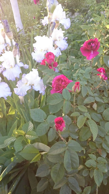 W. Shakespeare - Gradina si trandafirii 2017 - I