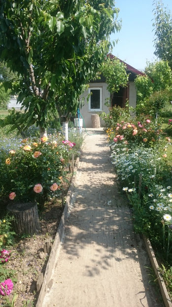  - Gradina si trandafirii 2017 - I