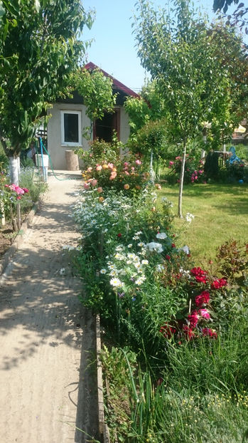  - Gradina si trandafirii 2017 - I