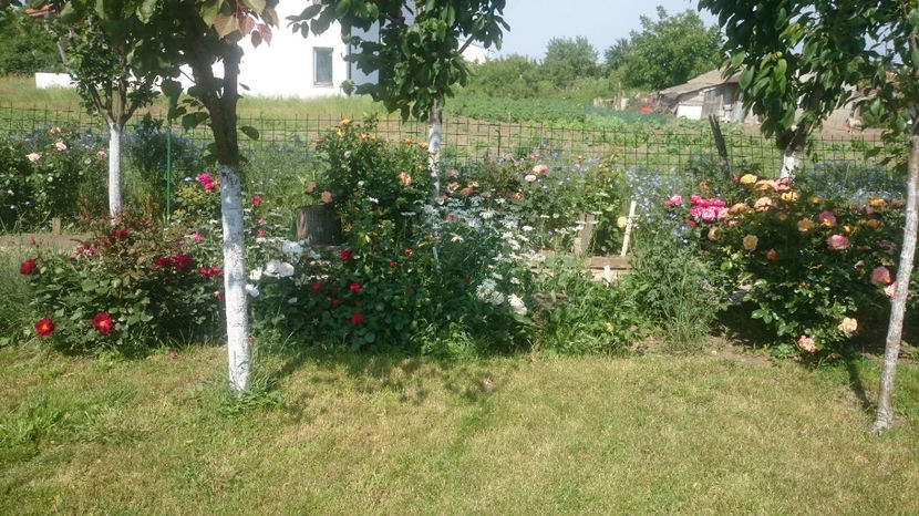  - Gradina si trandafirii 2017 - I