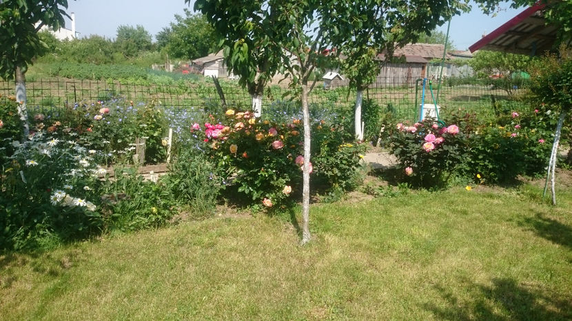  - Gradina si trandafirii 2017 - I