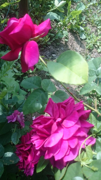 W. Shakespeare - Gradina si trandafirii 2017 - I
