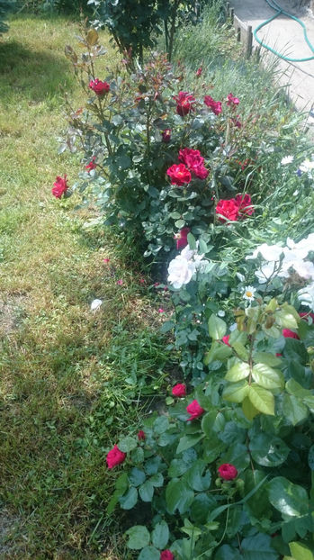  - Gradina si trandafirii 2017 - I