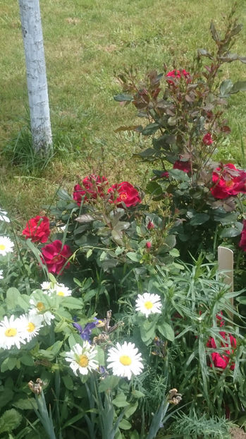 Zeelandia - Gradina si trandafirii 2017 - I
