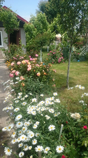  - Gradina si trandafirii 2017 - I