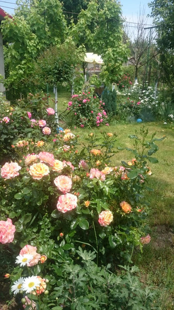  - Gradina si trandafirii 2017 - I