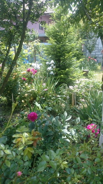  - Gradina si trandafirii 2017 - I