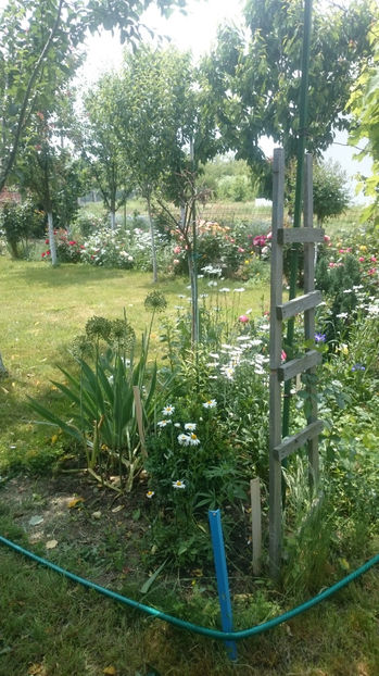  - Gradina si trandafirii 2017 - I