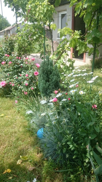  - Gradina si trandafirii 2017 - I