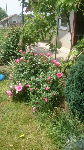  - Gradina si trandafirii 2017 - I