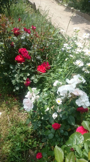  - Gradina si trandafirii 2017 - I