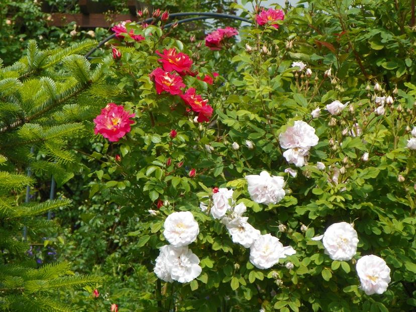 3 iun (16) - Gradina 2017