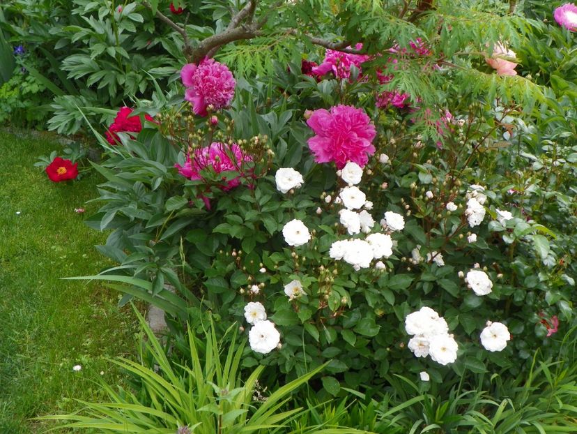 3 iun (45) - Gradina 2017
