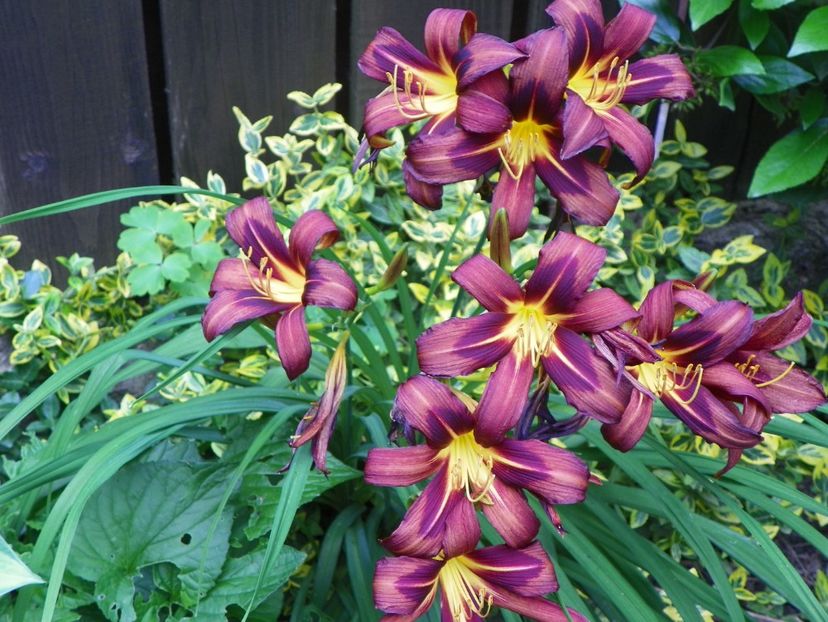 Brunette - Hemerocallis 2017