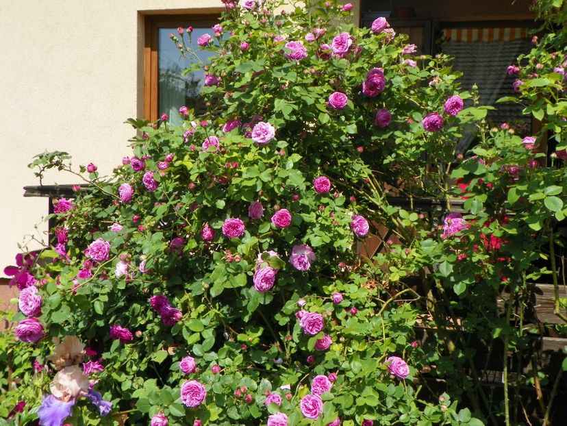 3 iun (137) - Gradina 2017