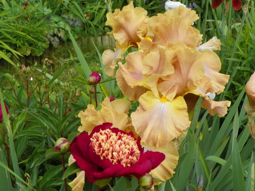 Sheer Poetry - Irisi 2017