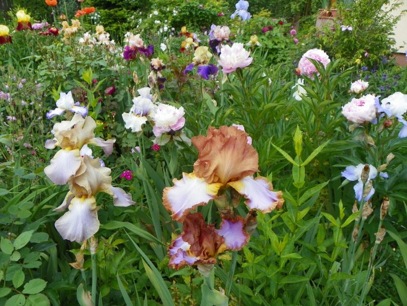 Competitive Edge si London Fog - Irisi 2017