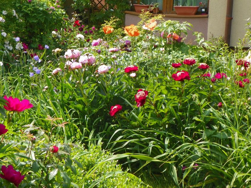 3 iun (176) - Gradina 2017