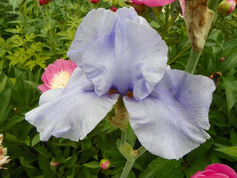 Pacific Mist - Irisi 2017