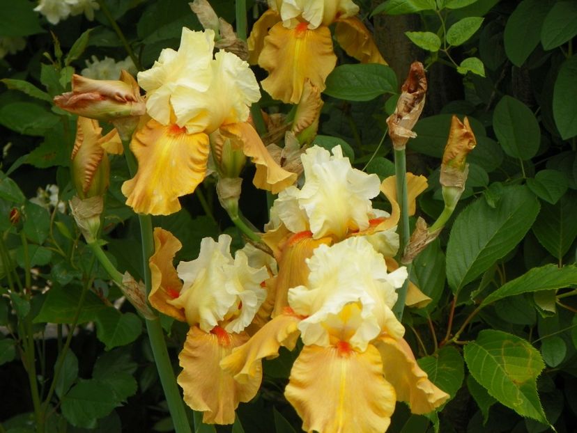 Spiced Custard - Irisi 2017