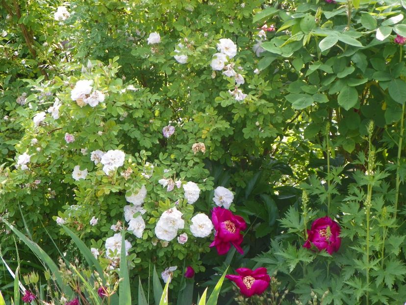3 iun (184) - Gradina 2017