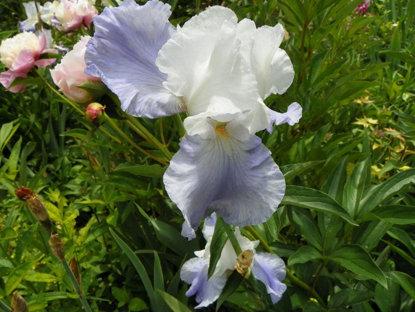 Stairway to Heaven - Irisi 2017