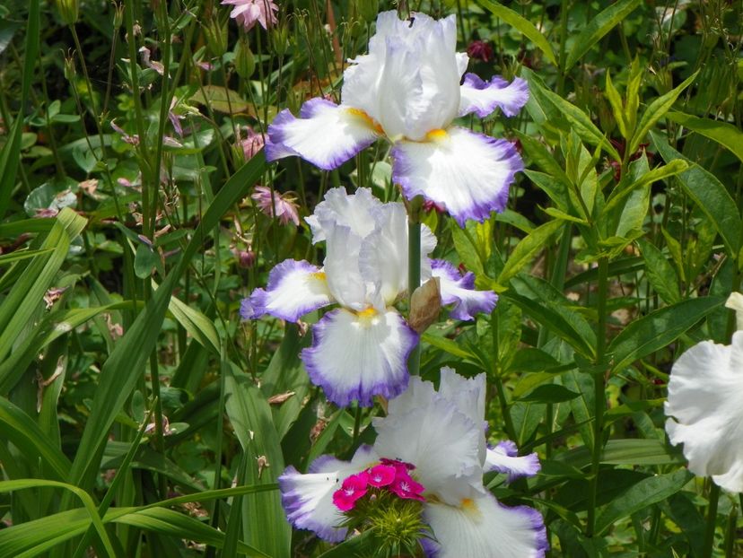 Conjuration - Irisi 2017