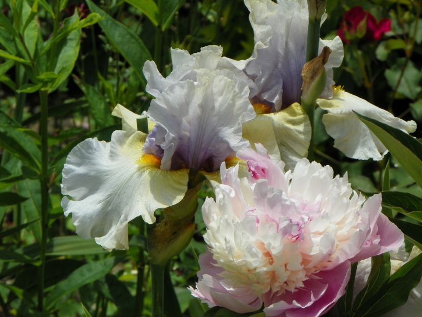 Suspicion - Irisi 2017