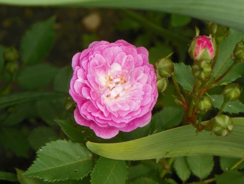 Gloire des polyanthas - Trandafiri 2017-1