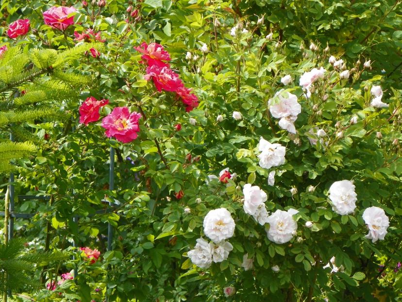 Bajazzo si Martin Frobisher - Trandafiri 2017-1