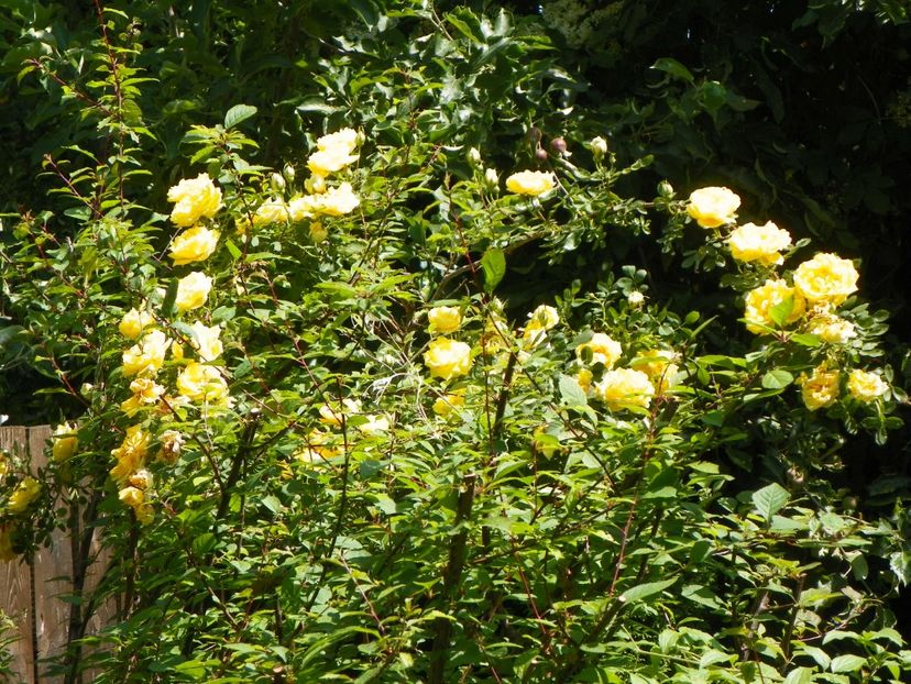 Persian Yellow - Trandafiri 2017-1