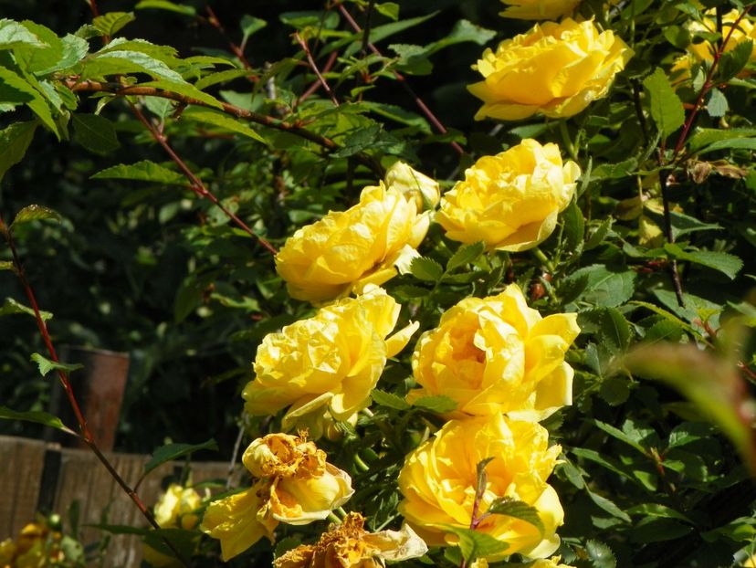 Persian Yellow - Trandafiri 2017-1