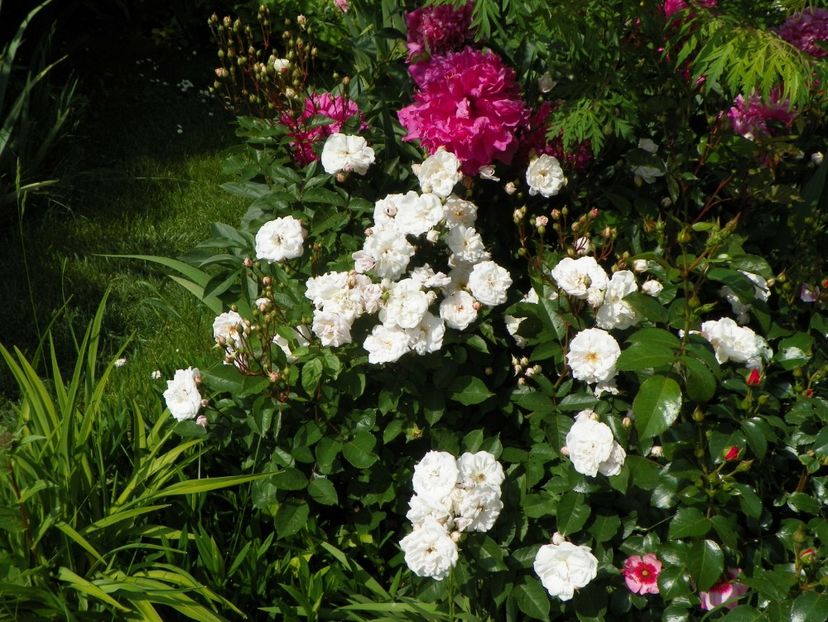 Marie Pavie - Trandafiri 2017-1