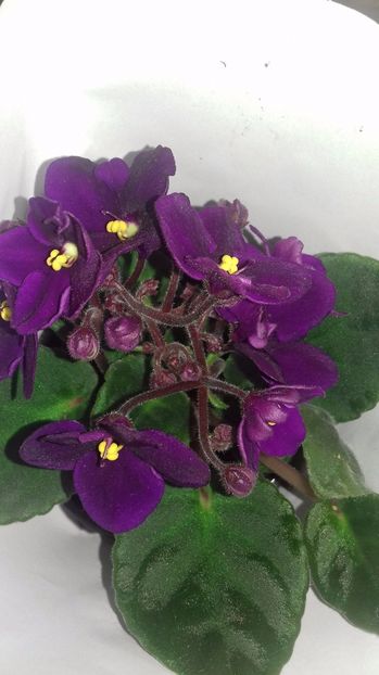 optimara delaware - GENUL Saintpaulia - Violete Africane