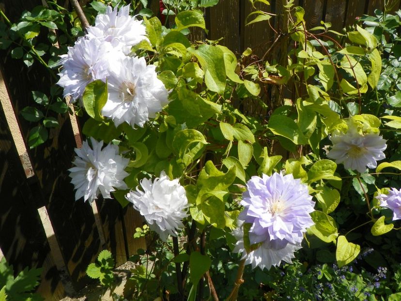 Belle of Woking - Clematite 2017