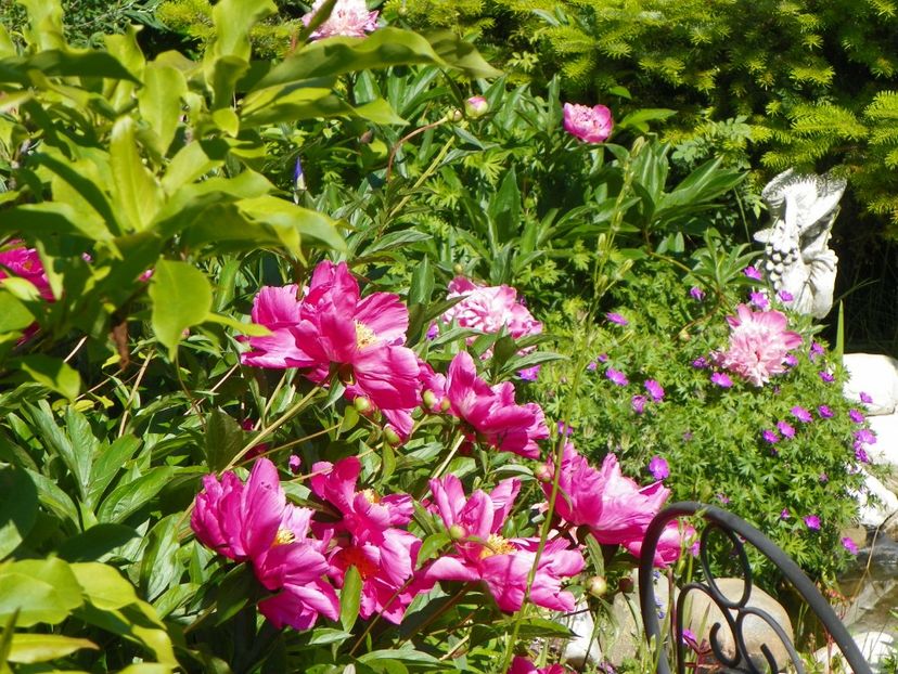 Dancing Butterfly si Mme. Furtado - Bujori 2017