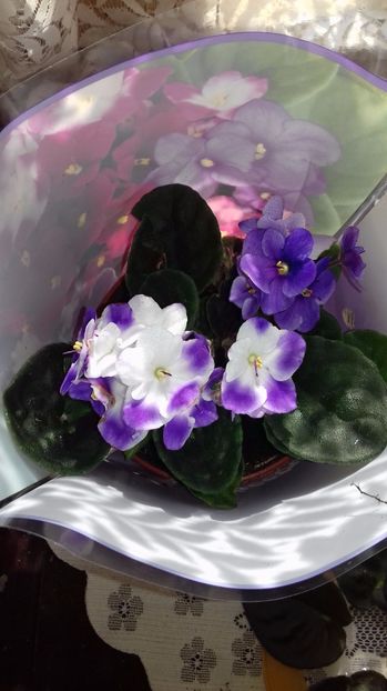 optimara chagall - GENUL Saintpaulia - Violete Africane