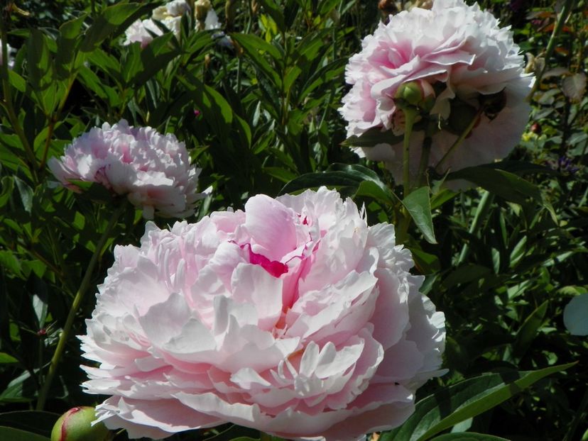 Sarah Bernhardt - Bujori 2017